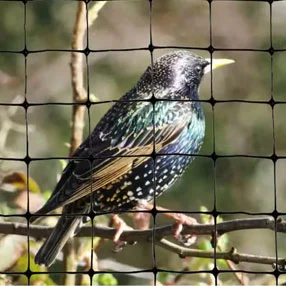 Antibird Net