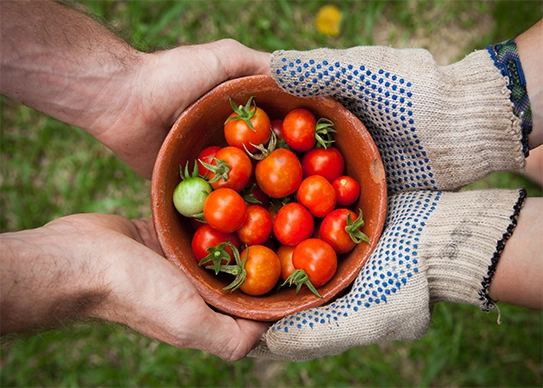 Master Seed Germination: The Ultimate Guide to Starting Seeds Like a Pro