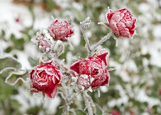 Winter Gardening To-dos