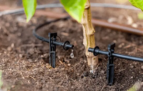 Application of Mist Cooling Kit for Plants, Patios, and Pools