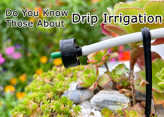 Do You Know Those About Drip Irrigation?